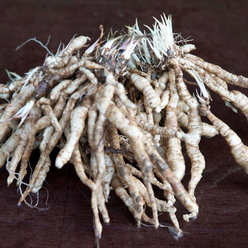 Bluberry 'Tift' 1pc - National Plant Network U.S.D.A Hardiness Zone 7-9 - 2.5 Quart