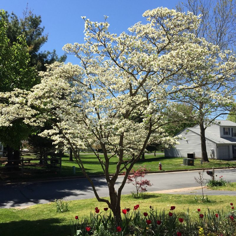 2pk Pacific Dogwood Seed Grow Kit - The Jonsteen Company