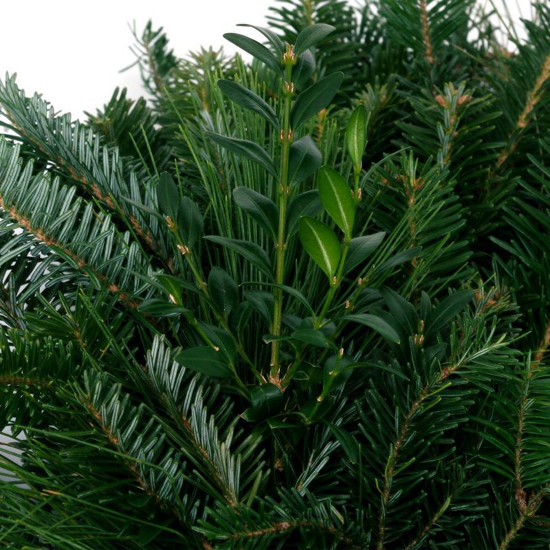 Bluberry 'Tift' 1pc - National Plant Network U.S.D.A Hardiness Zone 7-9 - 2.5 Quart