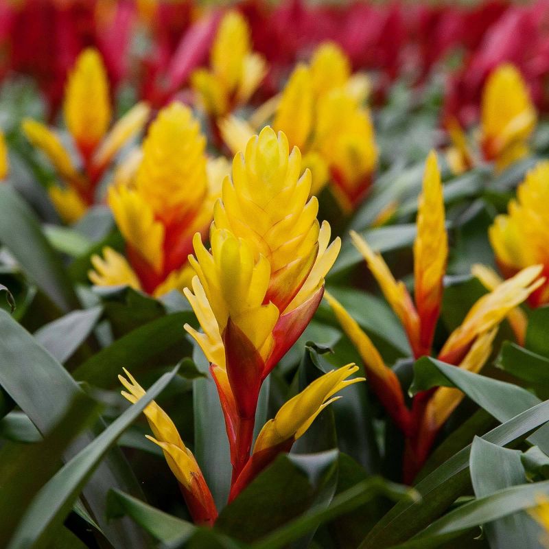 Just Add Ice 5" Yellow Bromeliad in Ceramic