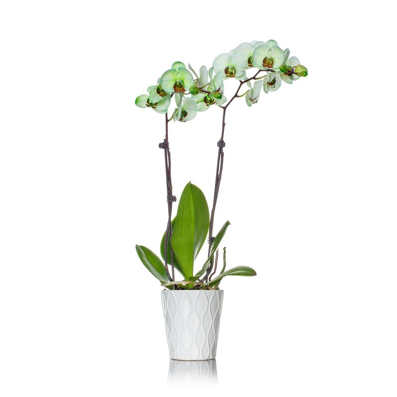 Just Add Ice 5" Green Watercolor Orchid in Ceramic