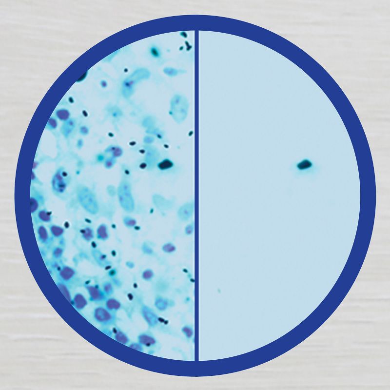 Clorox Compostable Wipes - Free & Clear - 75ct