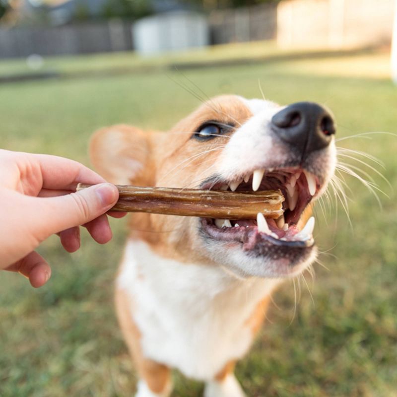 Nature Gnaws Bully Sticks Beef Dog Treats - 8oz