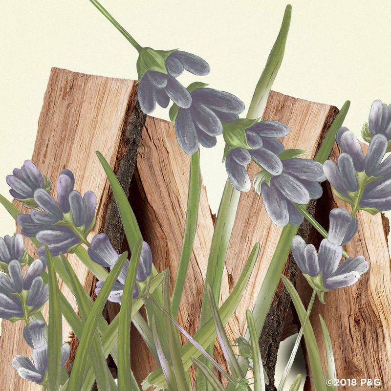 Old Spice Fresher Collection Wilderness Deodorant - 3.0oz