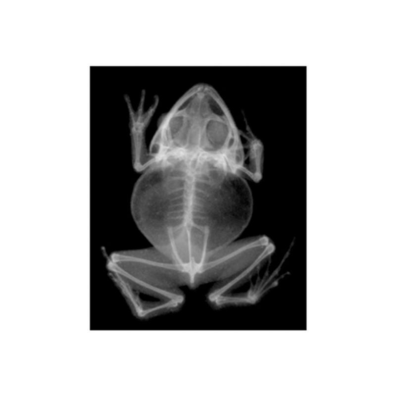 Roylco Animal X-Rays