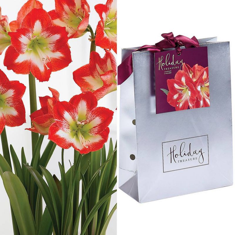 Amaryllis Stargazer Bulb in Silver Gift Bag - Van Zyverden