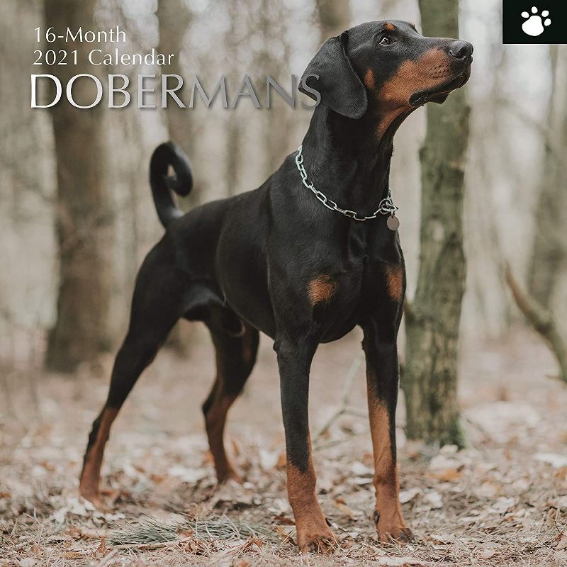 2021 Wall Calendar 12" x 12" Monthly View, Dobermans, 16-Month, with 180 Reminder Stickers