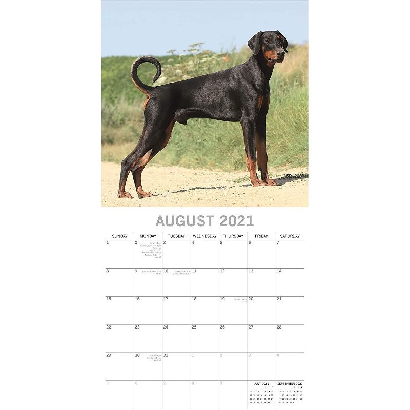 2021 Wall Calendar 12" x 12" Monthly View, Dobermans, 16-Month, with 180 Reminder Stickers