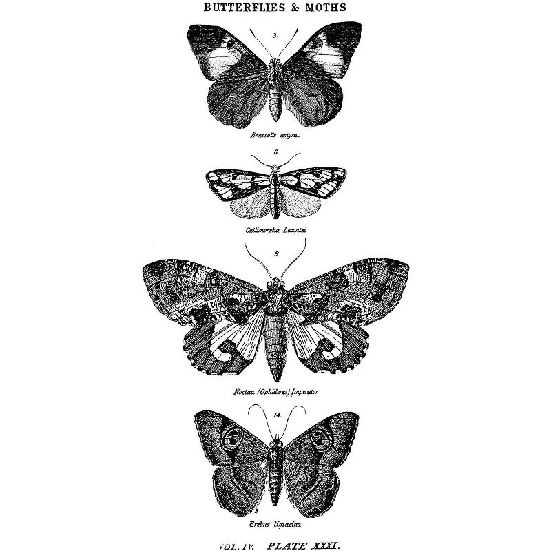 Tim Holtz Mounted Red Rubber Stamp 2.5"X5"-Butterflies & Moths 1