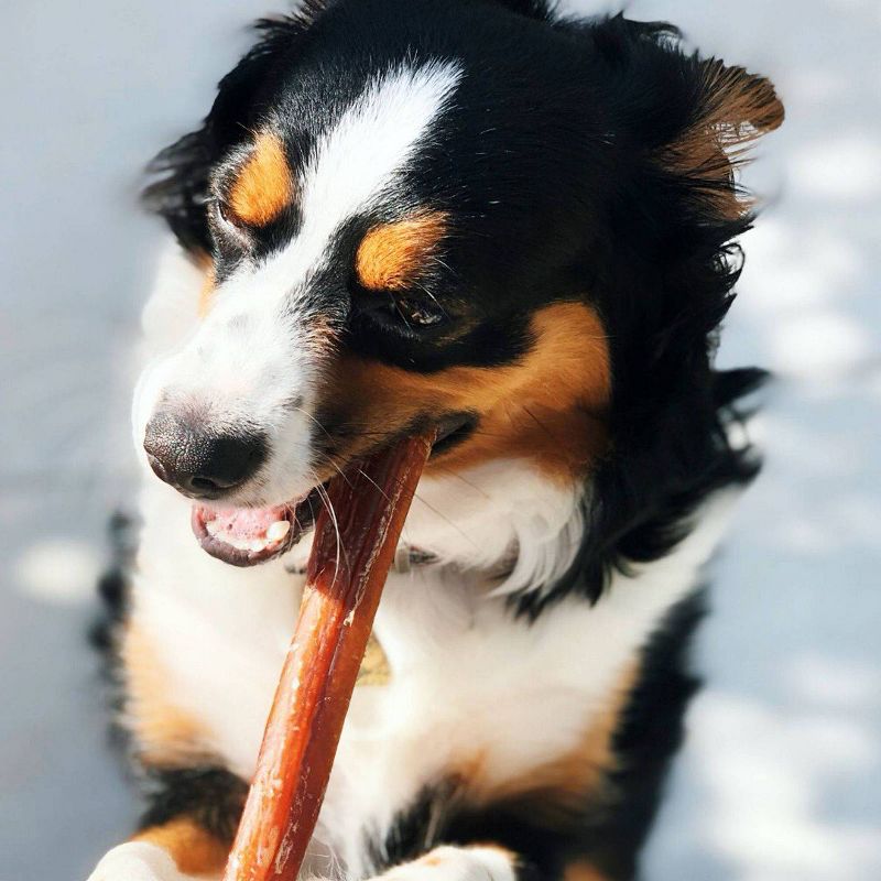 Nature Gnaws Beef Bully Stick Dog Treats - 5ct