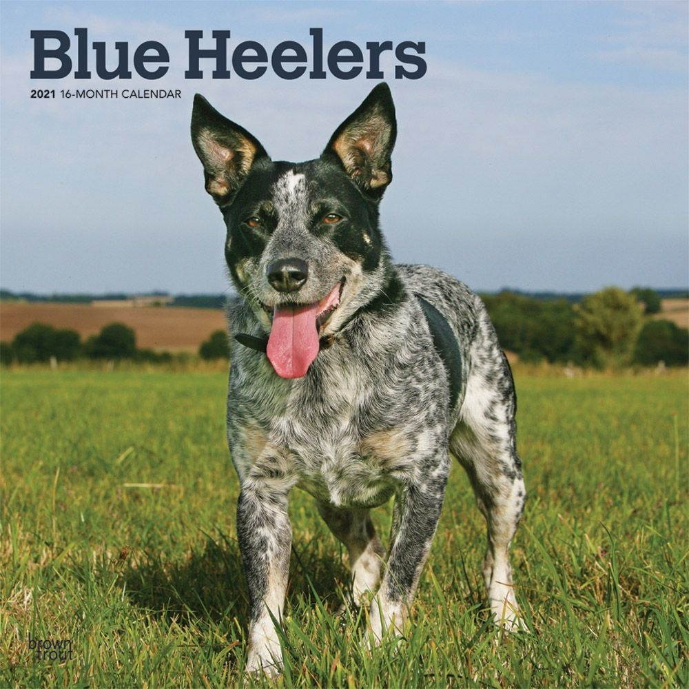 BrownTrout, 2021 Blue Heelers Wall Calendar
