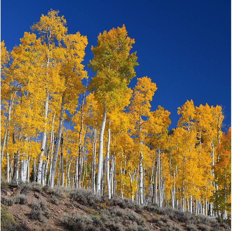 2pk Quaking Aspen Seed Grow Kit - The Jonsteen Company