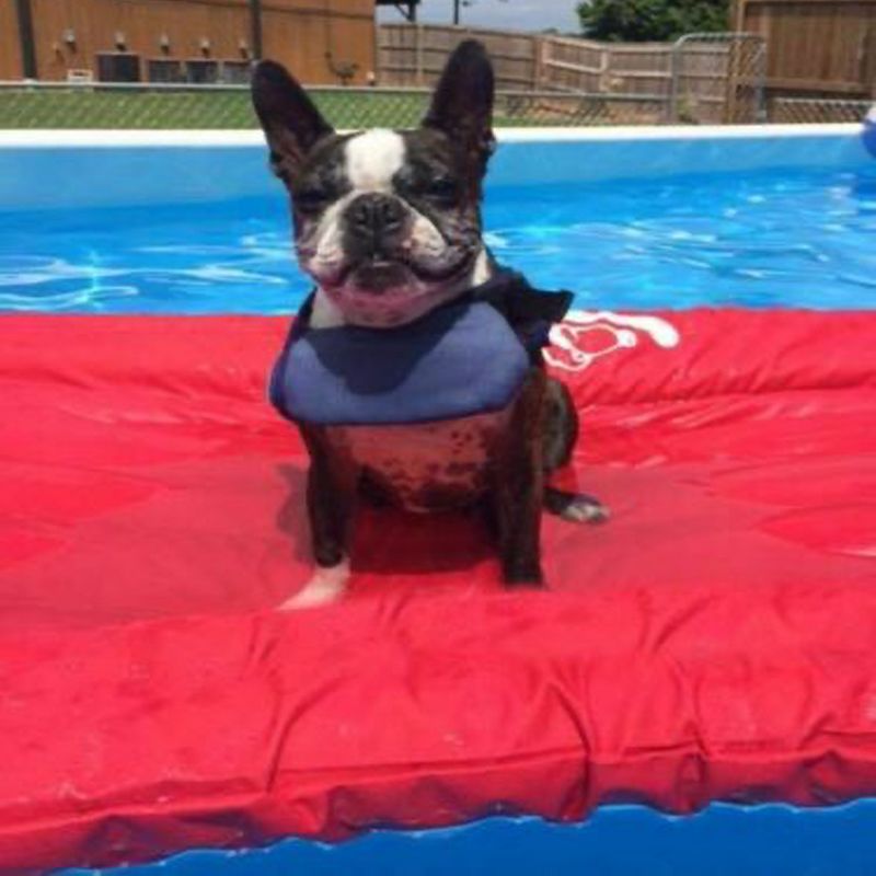 Lazy Dog Lounger Portable Puncture Resistant Durable Semi Submersible Water Float Pad for Pools and Lakes with Built In Attachment Loop, Red (Small)