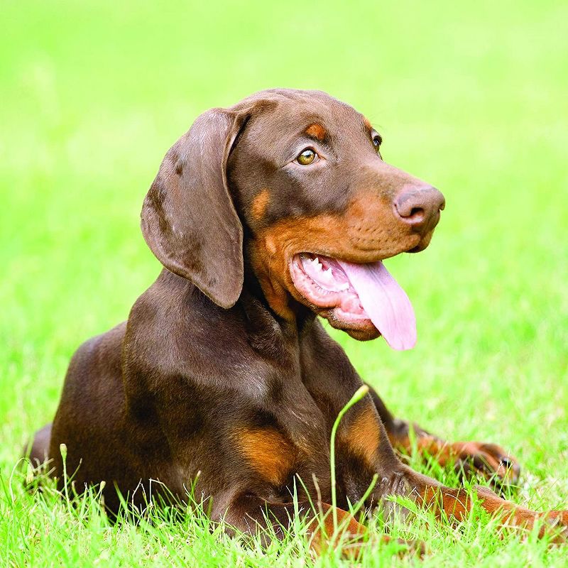 2021 Wall Calendar 12" x 12" Monthly View, Dobermans, 16-Month, with 180 Reminder Stickers