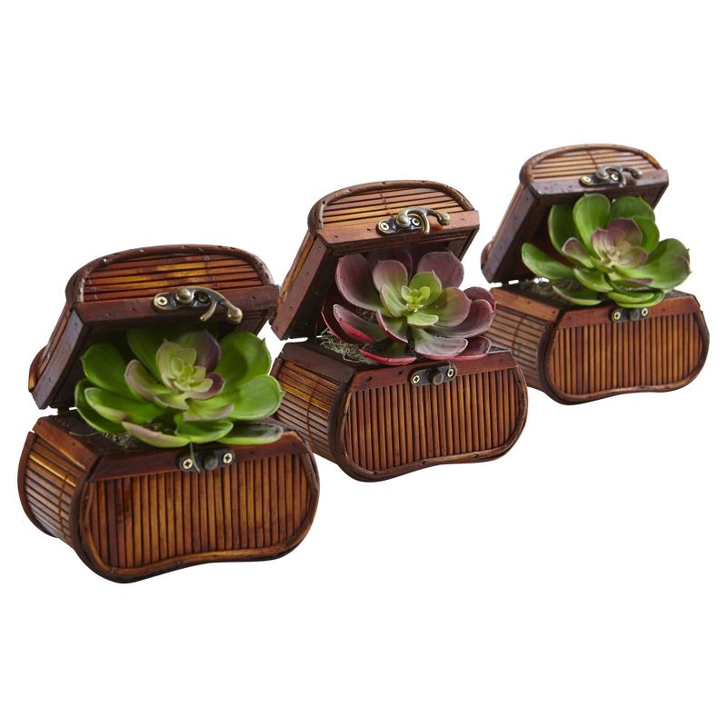 Echeveria in Chest 3pk - Nearly Natural