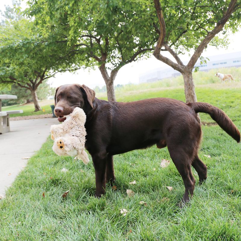 KONG Comfort Kiddos Lion Dog Toy - L