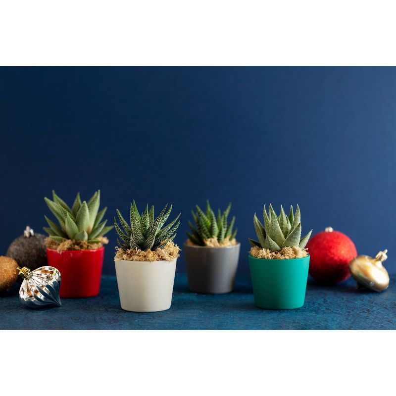 LiveTrends Rejoice - 4pk