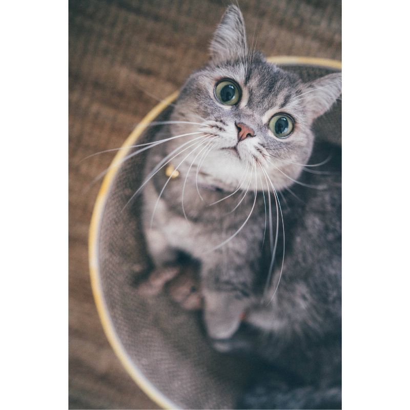 PETKIT Flying Fish Cat Scratcher - White/Blue