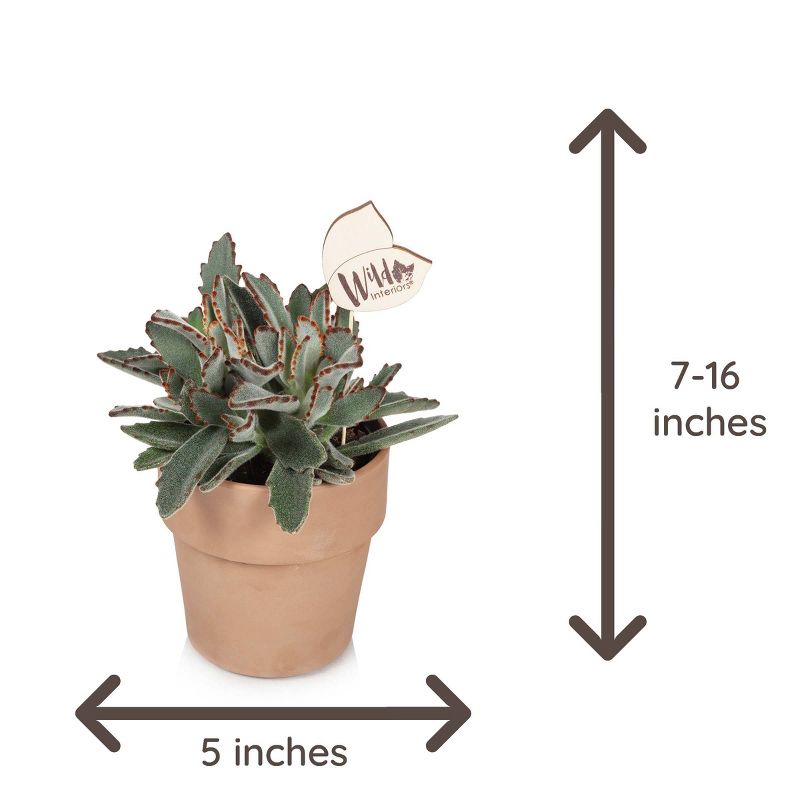 Wild Interiors 5" Kalanchoe Succulent in Terra Cotta