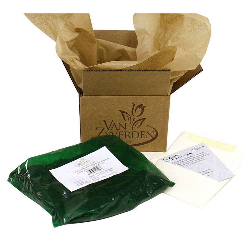 Bluberry 'Tift' 1pc - National Plant Network U.S.D.A Hardiness Zone 7-9 - 2.5 Quart