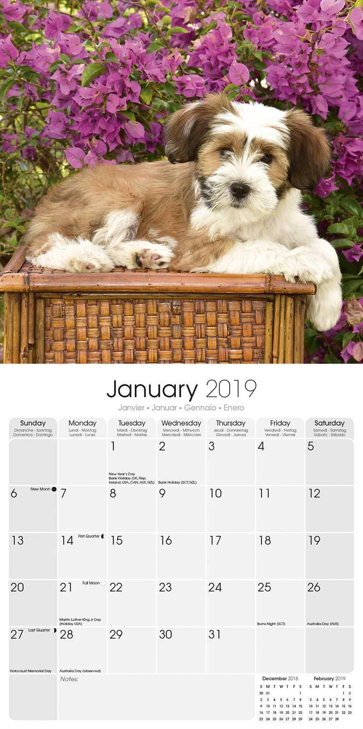 Tibetan Terrier Calendar 2019 - Dog Breed Calendar - Wall Calendar 2018-2019