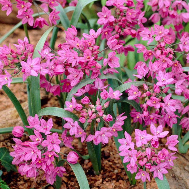 100ct Allium Blend Bulbs - Van Zyverden