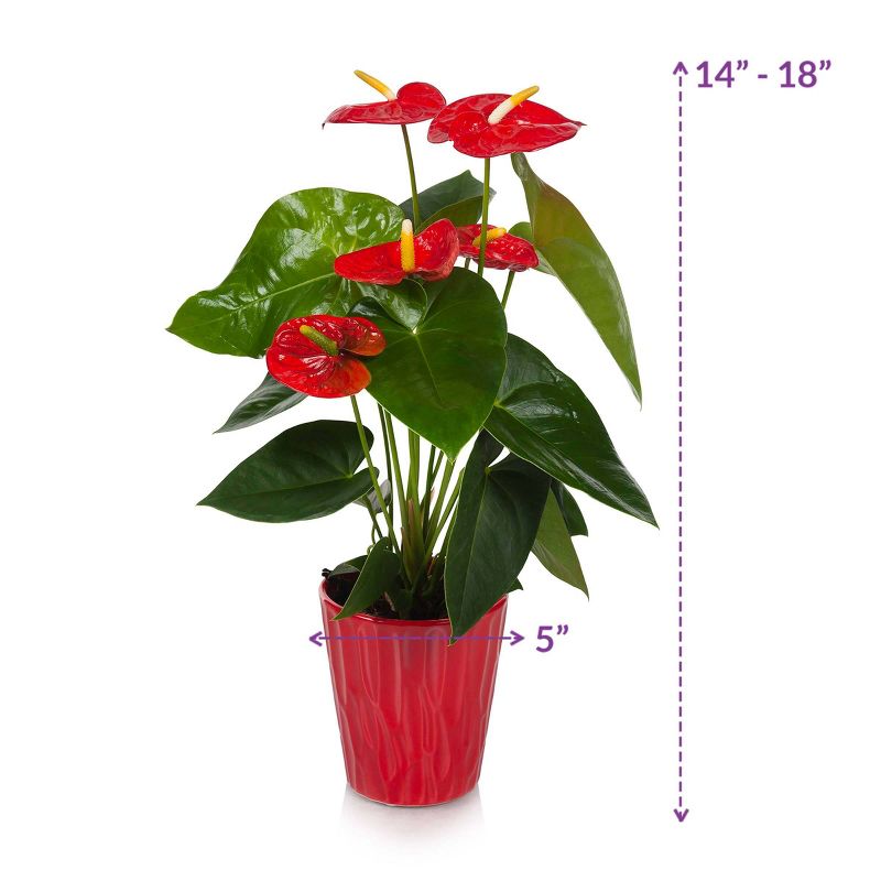 Just Add Ice 5" Red Anthurium in Ceramic
