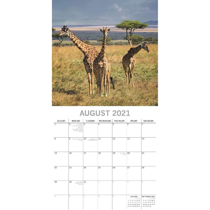 The Gifted Stationery 2021 Wall Calendar 12" x 12" Monthly View, Safari Wildlife Travel, 16-Month, with 180 Reminder Stickers