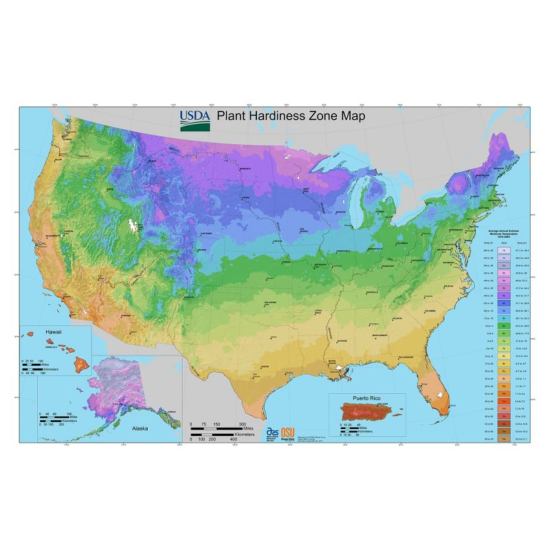 Allium Blend Set of 12 bulbs - Purple - Van Zyverden