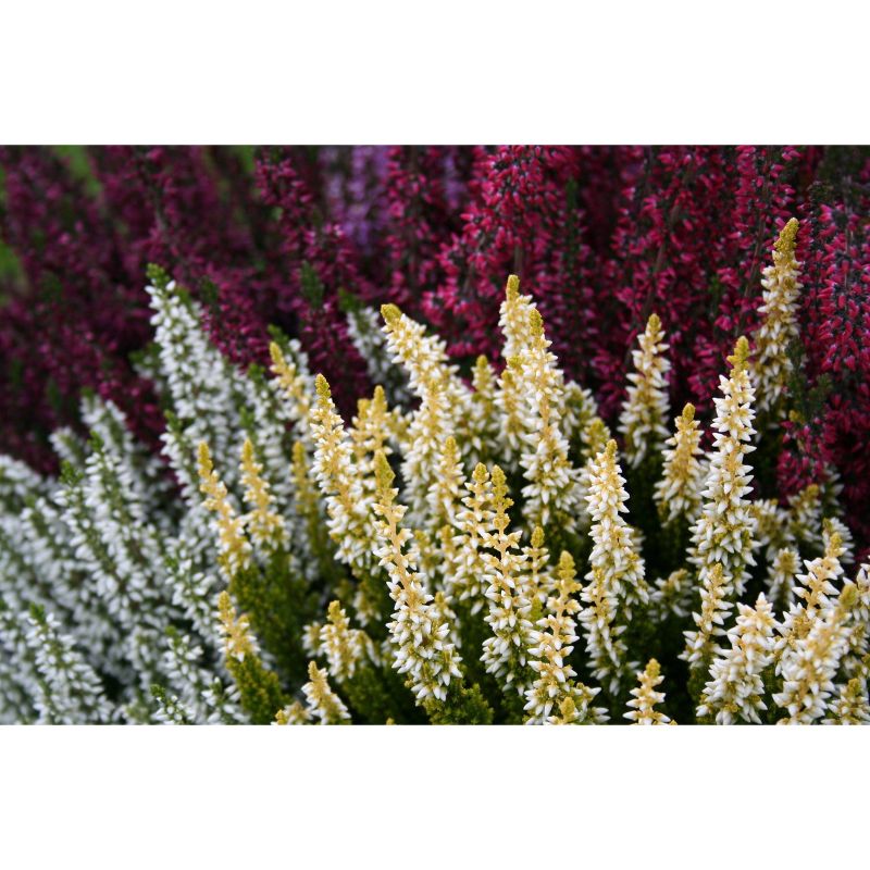 4" Calluna Heather Plant with White Blooms 3pk - National Plant Network