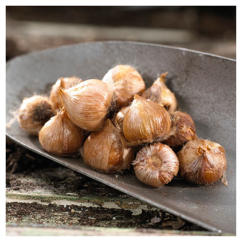 Oxalis Versicolor Set of 10 Bulbs - White/Red - Van Zyverden