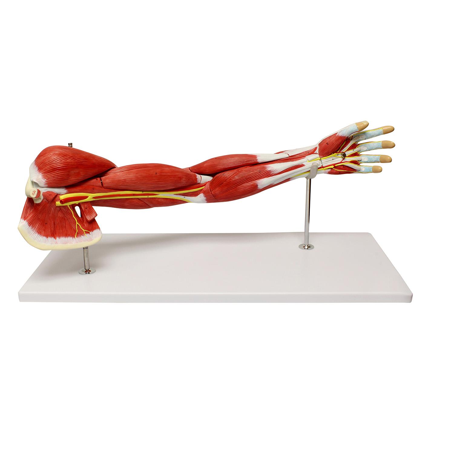 MonMed | Human Arm Anatomical Muscle Model Anatomy Arm Model &ndash; 7 Pieces