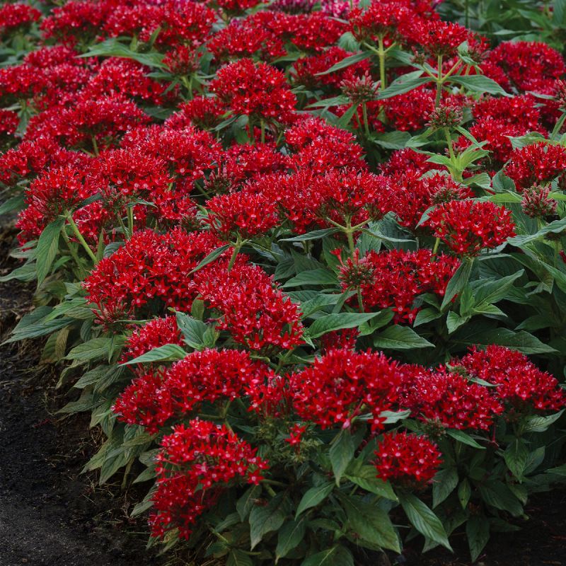 Burpee 3pc Lucky Star Red Pentas - National Plant Network