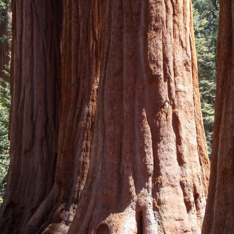 2pk Giant Sequoia Seed Grow Kit - The Jonsteen Company