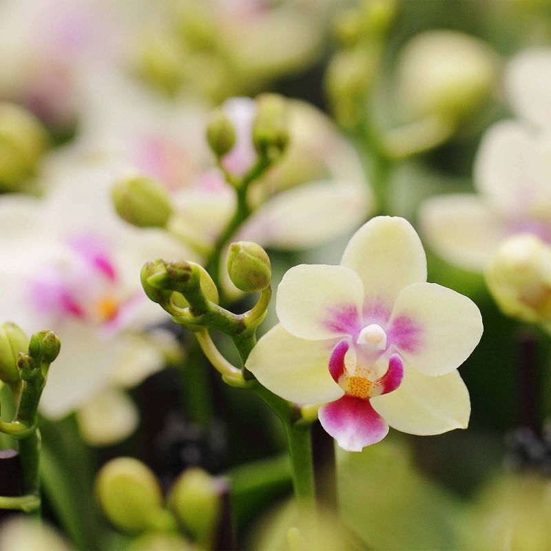 Just Add Ice 4" Yellow Mini Orchid Duo in Ceramic