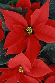 Holiday Greeting Cards - Poinsettia - P200. Greeting Cards with a Poinsettia Image. Box Set has 25 Greeting Cards and 26 Holiday Red Colored Envelopes.