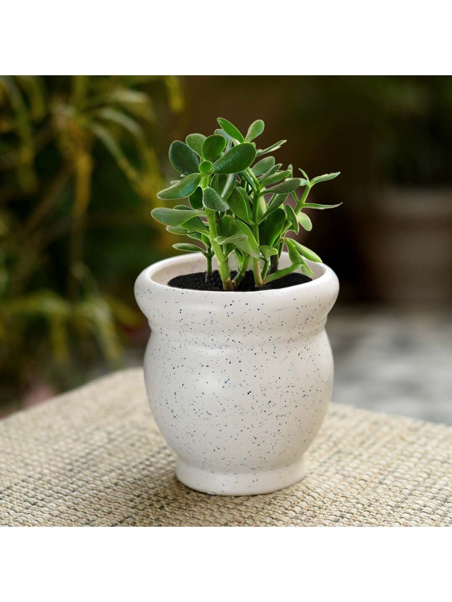 Unravel India White Ceramic Bonsai Planter - Set of 1