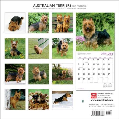Browntrout 9781421697567 Australian Terriers 2013 Square 12X12 Wall