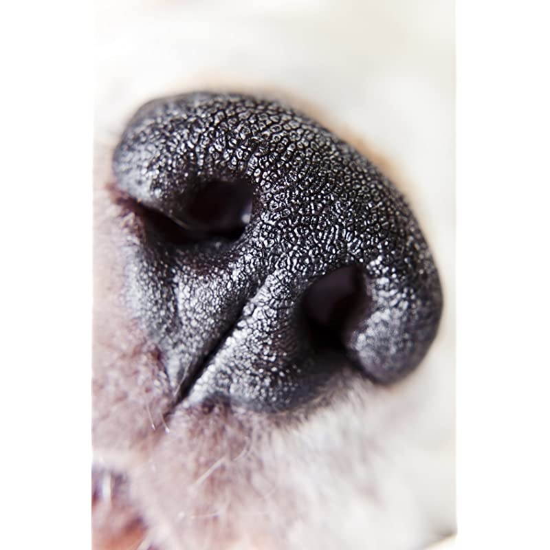 EOS Rebel T6i 10x High Definition 2 Element CloseUp Macro Lens 67mm