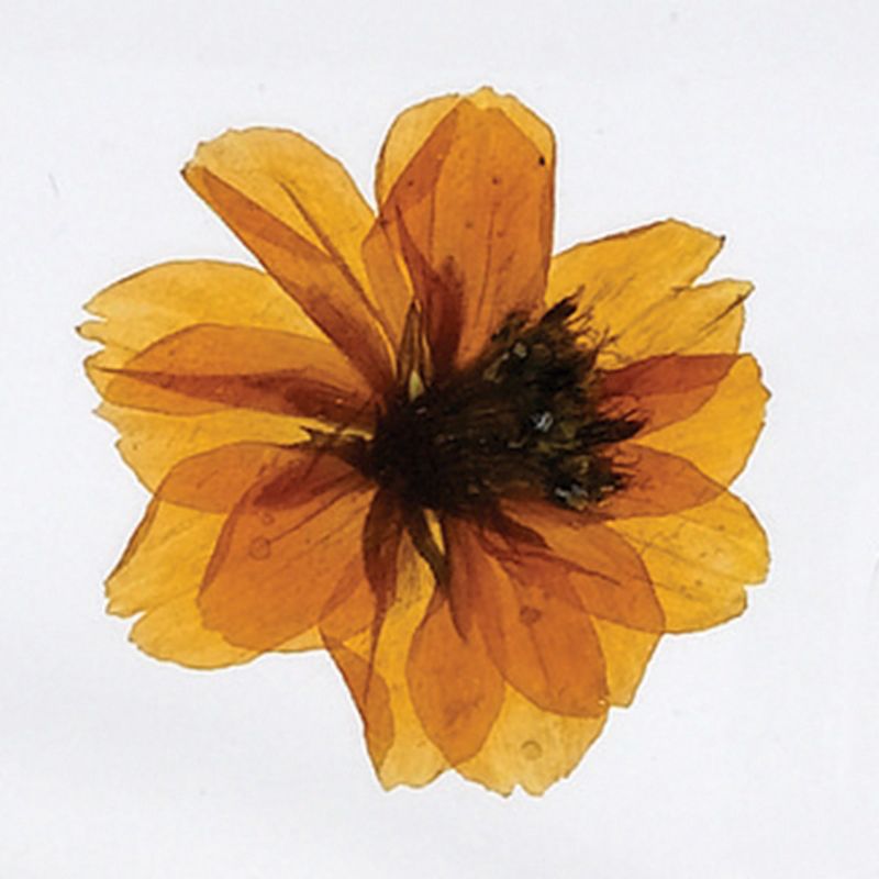 Kaplan Early Learning Plant Life Specimen Set  - Set of 4