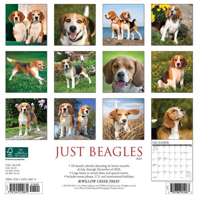 Willow Creek Press,  Just Beagles 2021 Wall Calendar 2021