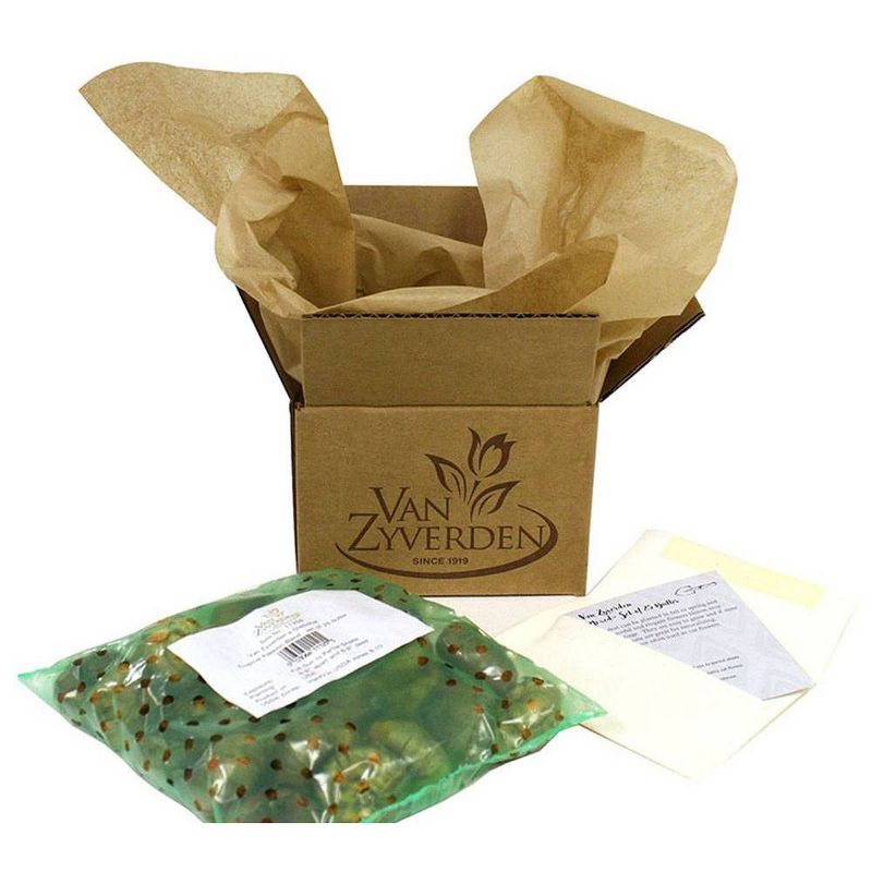 Van Zyverden Elephant Ears Bulbs Hawaiian Punch