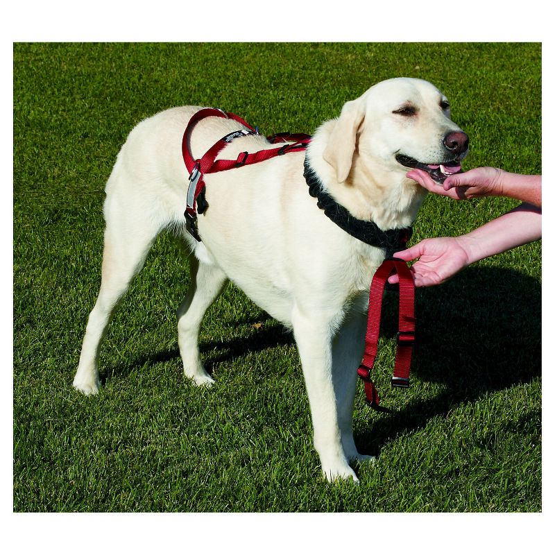 Safety Light Auto Dog Collar