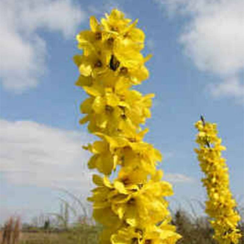 3ct Forsythia Magical Gold 4" Potted Rocketliners Plants - Van Zyverden