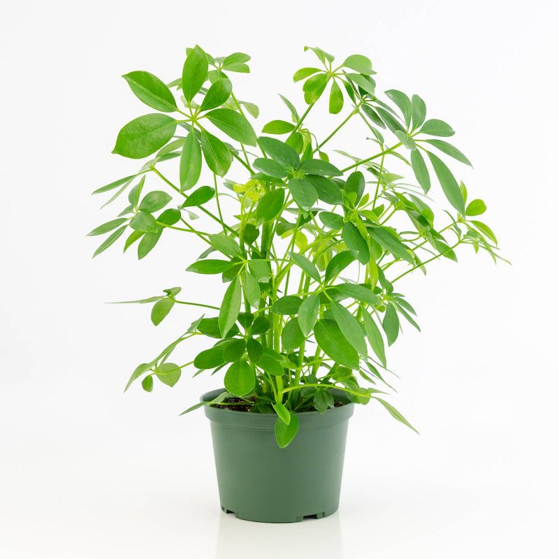 Bluberry 'Tift' 1pc - National Plant Network U.S.D.A Hardiness Zone 7-9 - 2.5 Quart