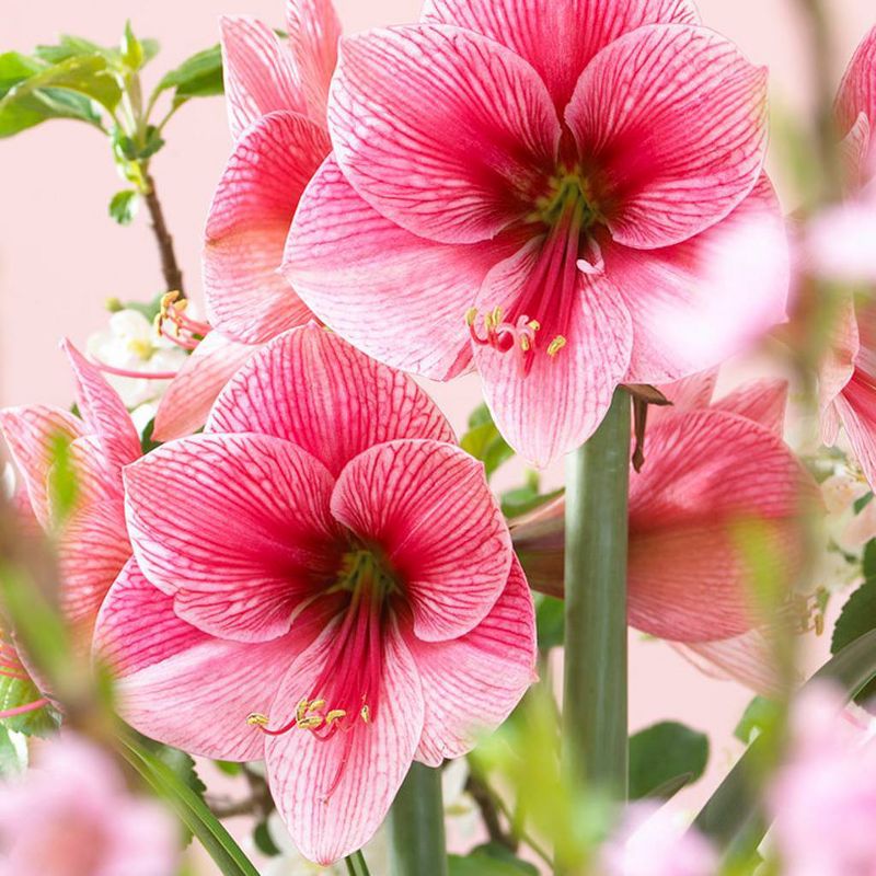 Set of 1 Amaryllis Purple Rain Bulbs - Van Zyverden