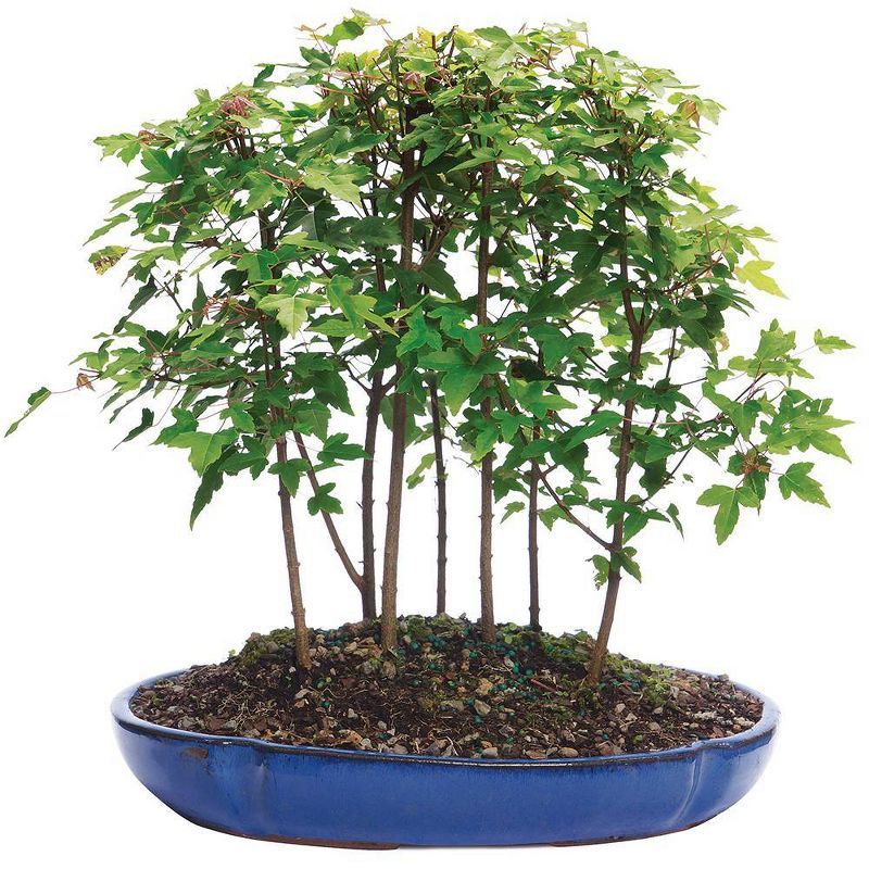Trident Maple Forest 7 Tree Outdoor Live Plant - Brussel's Bonsai