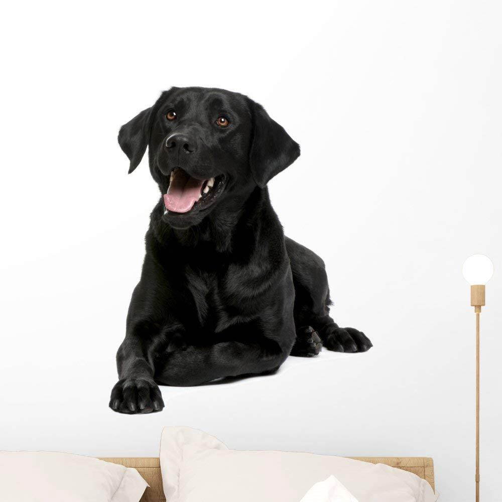 Wallmonkeys Black Labrador Wall Decal Peel and Stick Graphic WM24132 (24 in H x 24 in W)