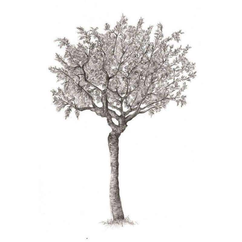 Hidden Life of Trees : What They Feel, How They Communicate: Discoveries from a Secret World (Hardcover) by Peter Wohlleben