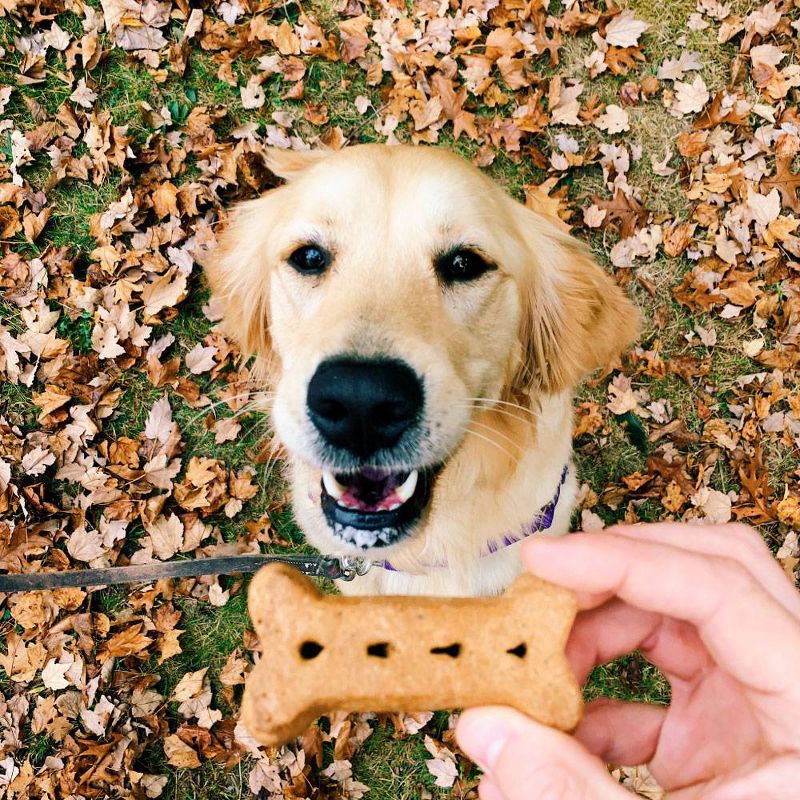 Nudges Protein Biscuit Chicken Dog Treats -16oz